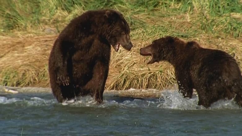 美国纪录片《巨型灰熊 Giant Grizzlies 2019》英语中英双字 无水印纯净版 1080P/MKV/4.85G 阿拉斯加巨型灰熊插图1