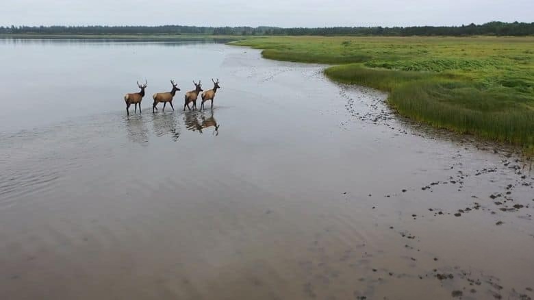 美国纪录片《麋鹿国度 Elk Country 2025》英语中英双字 无水印纯净版 1080P/MKV/3.34G 北美麋鹿插图1 美国纪录片《麋鹿国度 Elk Country 2025》英语中英双字 无水印纯净版 1080P/MKV/3.34G 北美麋鹿插图1