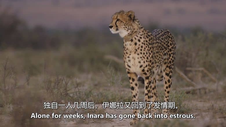美国纪录片《猎豹的荣耀 A Cheetah’s Pride 2024》全3集 英语中英双字 无水印纯净版 1080P/MKV/8.37G 猎豹家族插图2 美国纪录片《猎豹的荣耀 A Cheetah’s Pride 2024》全3集 英语中英双字 无水印纯净版 1080P/MKV/8.37G 猎豹家族插图2