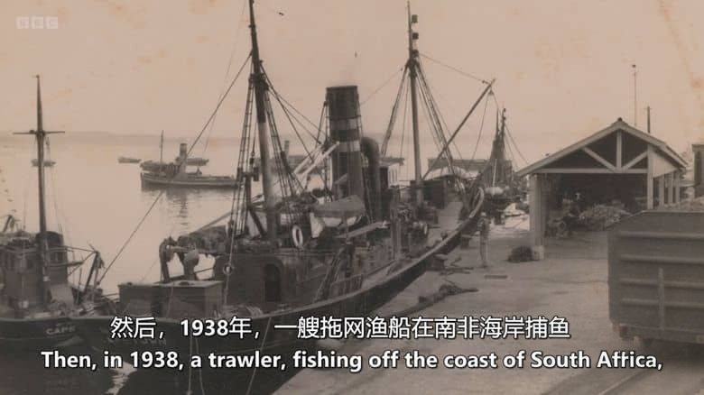 BBC纪录片《深海秘境:腔棘鱼王国 Kingdom of the Coelacanth 2025》英语中英双字 无水印纯净版 1080P/MKV/1G 深海秘境插图3 BBC纪录片《深海秘境:腔棘鱼王国 Kingdom of the Coelacanth 2025》英语中英双字 无水印纯净版 1080P/MKV/1G 深海秘境插图3