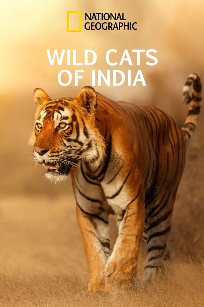 国家地理《印度狂野大猫 Wild Cats of India 2020》全2集 英语多国字幕 无水印纯净版 1080P/MKV/5.4G 印度猫科动物插图 国家地理《印度狂野大猫 Wild Cats of India 2020》全2集 英语多国字幕 无水印纯净版 1080P/MKV/5.4G 印度猫科动物插图
