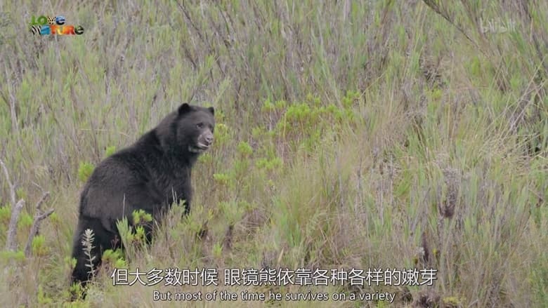 史密森尼频道《走进野外:哥伦比亚 Into the Wild: Colombia 2018》第一季全5集 英语中英双字 1080P/MP4/3.33G 动物的故事插图4 史密森尼频道《走进野外:哥伦比亚 Into the Wild: Colombia 2018》第一季全5集 英语中英双字 1080P/MP4/3.33G 动物的故事插图4