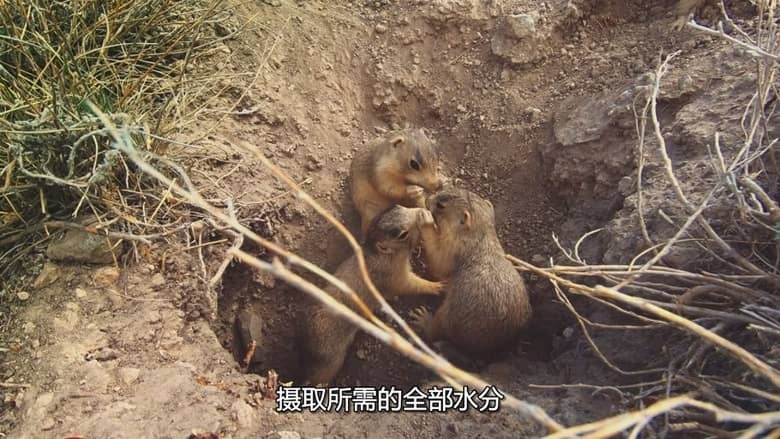 国家地理《土拨鼠大宅门 Prairie Dog Manor 2019》全12集 多国语言多国字幕 无水印纯净版 720P/MKV/14.4G 土拨鼠插图6