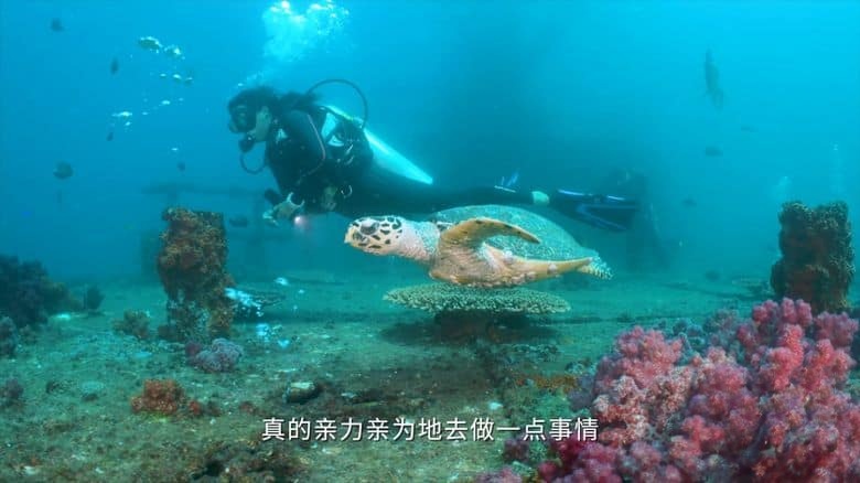 国产纪录片《海洋守蔚者 2025》全5集 国语中字 1080P/MKV/1.44G 海洋保护短片插图4 国产纪录片《海洋守蔚者 2025》全5集 国语中字 1080P/MKV/1.44G 海洋保护短片插图4
