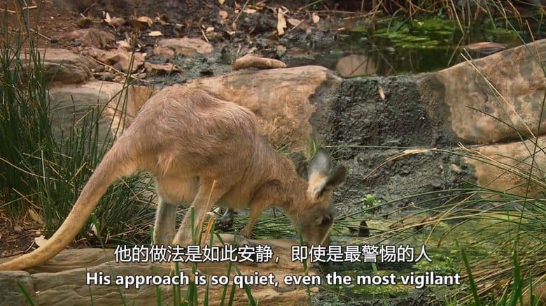 国家地理《澳大利亚的致命怪物 Australias Deadly Monsters 2017》全3集 英语中英双字 无水印纯净版 1080P/MKV/8.19G 致命动物插图1
