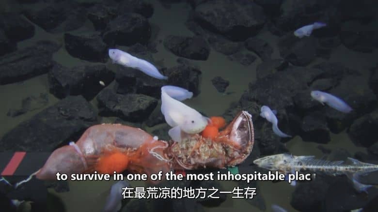 NHK纪录片《海洋深处 Deep Ocean 2015-2018》全3集 英语中英双字 无水印纯净版 1080P/MKV/2.93G 深海探索插图2 NHK纪录片《海洋深处 Deep Ocean 2015-2018》全3集 英语中英双字 无水印纯净版 1080P/MKV/2.93G 深海探索插图2