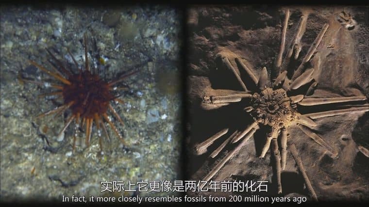 国家地理《失落的太平洋大陆 Lost Continent of the Pacific 2011》英语中英双字 1080P/MP4/1.04G 新几内亚岛插图5 国家地理《失落的太平洋大陆 Lost Continent of the Pacific 2011》英语中英双字 1080P/MP4/1.04G 新几内亚岛插图5