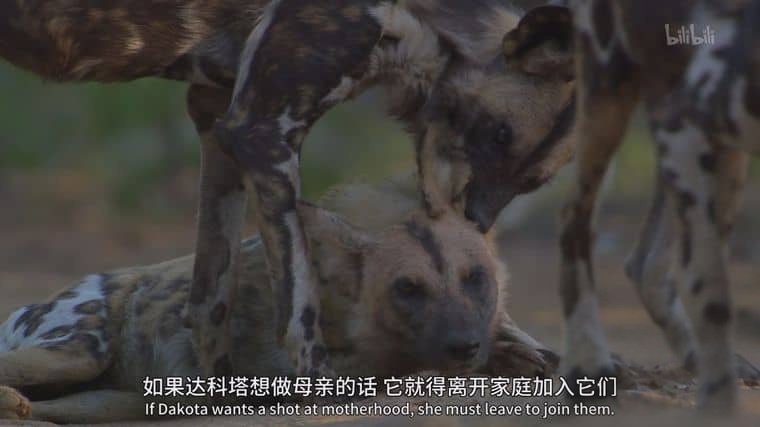 PBS纪录片《群狗逐狮 Dogs in the Land of Lions 2018》英语中英双字 1080P/MP4/2.15G 津巴布韦野狗插图7
