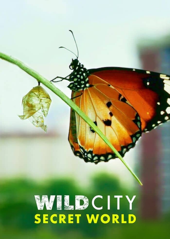 新加坡纪录片《野生城市:秘密世界 Wild City: Secret World 2019》英语多国字幕 无水印纯净版 1080P/MKV/1.76G 野生城市插图 新加坡纪录片《野生城市:秘密世界 Wild City: Secret World 2019》英语多国字幕 无水印纯净版 1080P/MKV/1.76G 野生城市插图