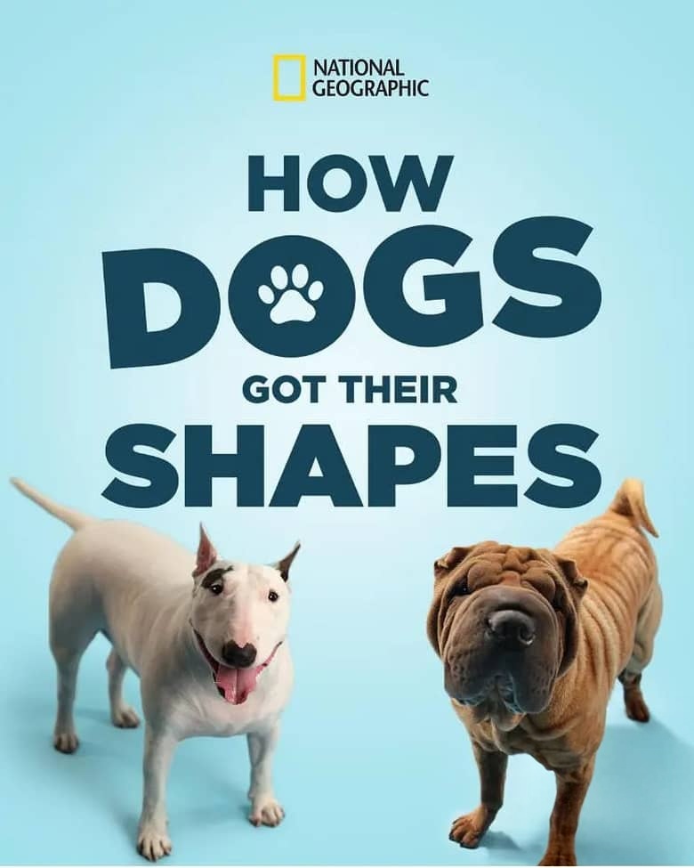 国家地理《狗狗体型之谜 How Dogs Got Their Shapes 2016》英语中英双字 1080P/MP4/1.89G 狗狗插图 国家地理《狗狗体型之谜 How Dogs Got Their Shapes 2016》英语中英双字 1080P/MP4/1.89G 狗狗插图