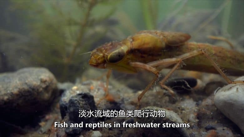美国纪录片《虫临天下 Bugs That Rule the World 2025》第一季全4集 英语中英双字 无水印纯净版 1080P/MKV/7.28G 统治世界的虫族插图2