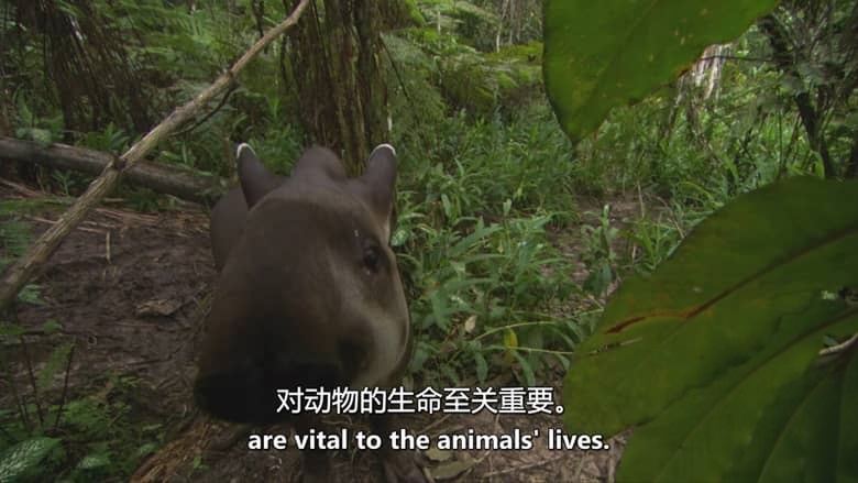 美国纪录片《疯狂的生物 Crazy Creatures 2018》英语中英双字 无水印纯净版 1080P/MKV/4.18G 生物伪装术插图2