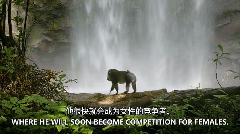 史密森尼频道《比奥科失落之王 Lost Kings Of Bioko 2019》英语中英双字 无水印纯净版 1080P/MKV/3.32G 中非灵长类之王插图1