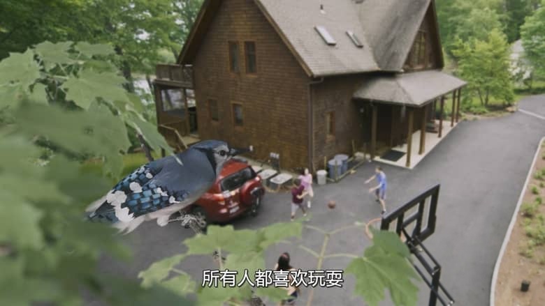 美国纪录片《后院风光 Backyard Wilderness 2018》英语外挂多国字幕 无水印纯净版 1080P/MP4/813M 后院四季插图2