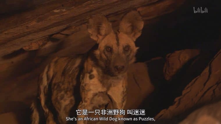 PBS纪录片《群狗逐狮 Dogs in the Land of Lions 2018》英语中英双字 1080P/MP4/2.15G 津巴布韦野狗插图2