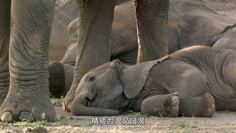 国家地理《非洲隐密珍宝 Africa’s Hidden Wonders 2020》全3集 英语多国字幕 无水印纯净版 1080P/MKV/7.36G 非洲野生生态插图1