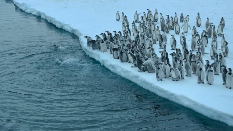 国家地理《企鹅之谜 Secrets of the Penguins 2025》全3集 英语多国中字 无水印纯净版 1080P/MKV/6.54G 企鹅之谜插图1