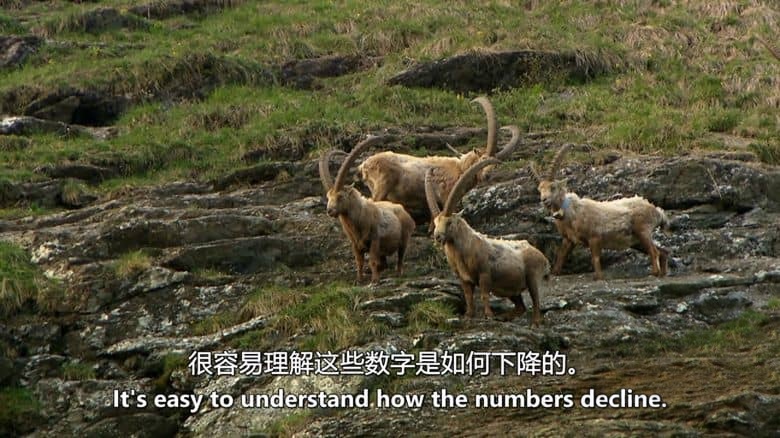 ITV纪录片《野性法国 Wild France with Ray Mears 2016》全6集 英语中英双字 无水印纯净版 1080P/MKV/7.41G 法国风光插图4 ITV纪录片《野性法国 Wild France with Ray Mears 2016》全6集 英语中英双字 无水印纯净版 1080P/MKV/7.41G 法国风光插图4