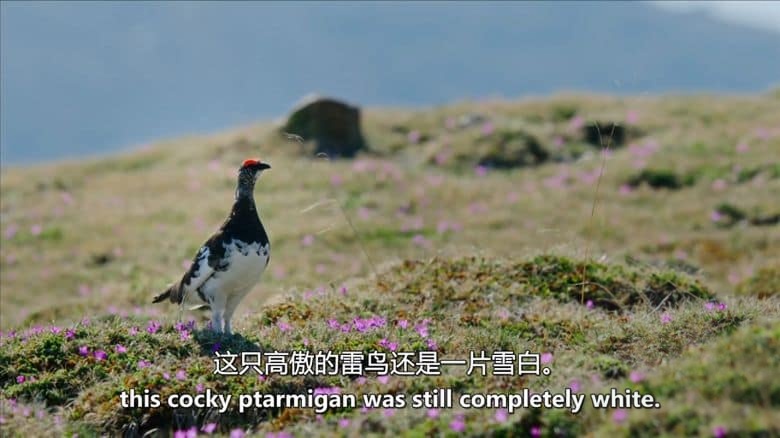 PBS纪录片《阿尔卑斯山 The Alps 2020》全2集 英语中英双字 无水印纯净版 1080P/MKV/7.33G 阿尔卑斯山插图2