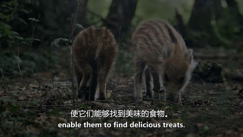 ZED纪录片《动物故事 Animal Tales 2019》全4集 英语中英双字 无水印纯净版 1080P/MKV/2.47G 动物故事插图5 ZED纪录片《动物故事 Animal Tales 2019》全4集 英语中英双字 无水印纯净版 1080P/MKV/2.47G 动物故事插图5