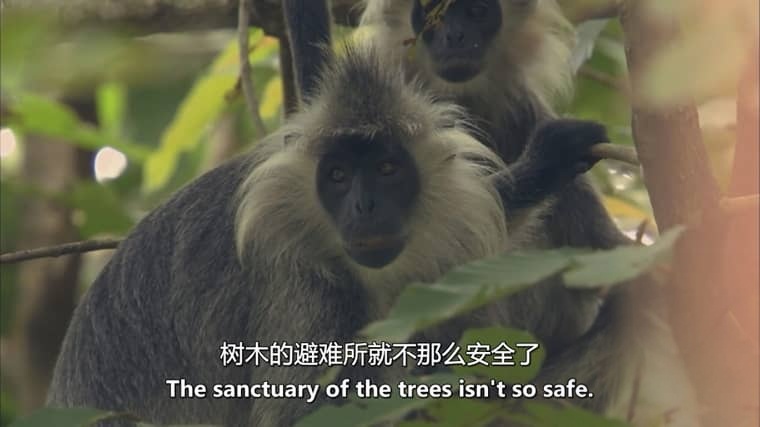 美国纪录片《狂野中南半岛 Wildest Indochina 2014》全5集 英语中英双字 无水印纯净版 1080P/MKV/16.8G 中南半岛生态插图4
