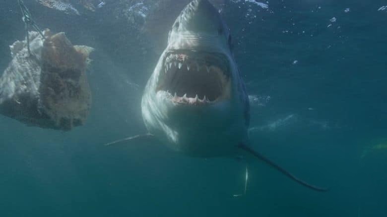 国家地理《北境狂鲨 Sharks of the North 2025》英语中英双字 无水印纯净版 1080P/MKV/2.25G 极北之鲨插图5
