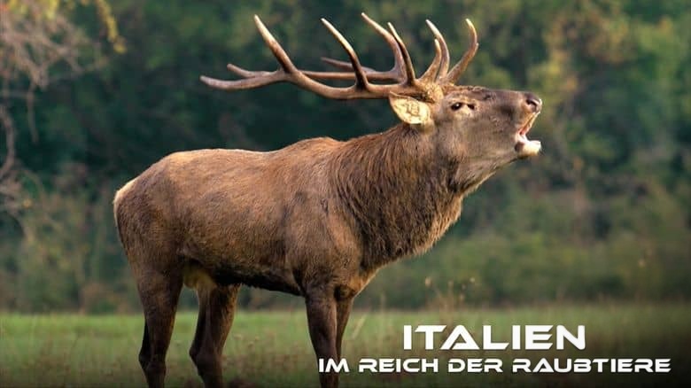 意大利纪录片《野性意大利:顶级掠食者 Wild Italy:Top Predators 2014》第一季全6集 英语中英双字 无水印纯净版 1080P/MKV/16.3G 野性意大利插图 意大利纪录片《野性意大利:顶级掠食者 Wild Italy:Top Predators 2014》第一季全6集 英语中英双字 无水印纯净版 1080P/MKV/16.3G 野性意大利插图