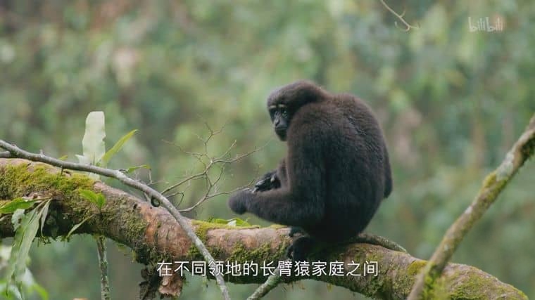 国产纪录片《天行情歌 A Song for Love 2020》国语中字 1080P/MP4/1.27G 中国自然生态插图3