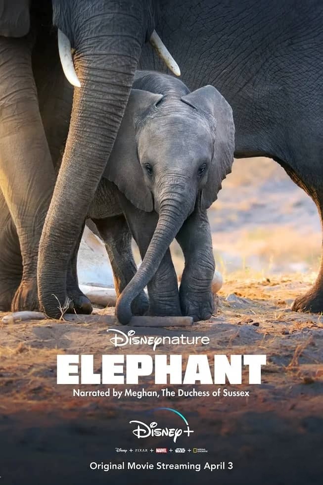 迪士尼纪录片《万象之家 Elephant 2020》多国语言多国字幕 无水印纯净版 720P/MKV/8.14G 大象迁徙插图 迪士尼纪录片《万象之家 Elephant 2020》多国语言多国字幕 无水印纯净版 720P/MKV/8.14G 大象迁徙插图