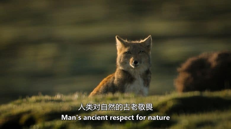 BBC纪录片《中国：自然古国 China：Nature’s Ancient Kingdom 2021》全3集 英语中英双字 无水印纯净版 1080P/MKV/9.91G 中国自然生态插图2
