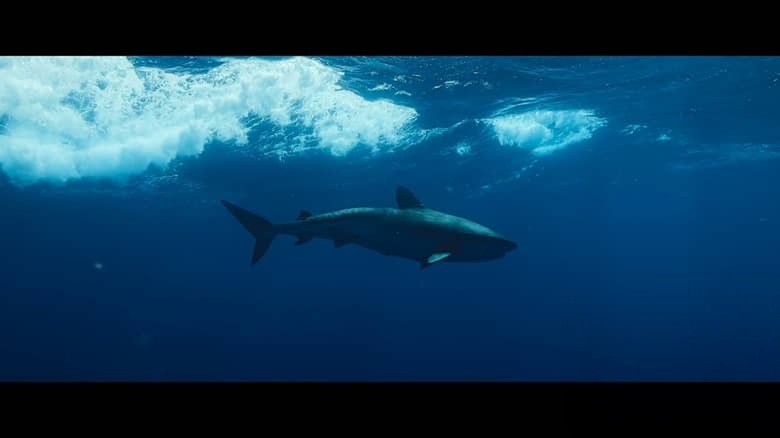 美国纪录片《鲨语者 Shark Whisperer 2025》英语多国字幕 无水印纯净版 1080P/MKV/3.57G 鲨鱼保护插图1 美国纪录片《鲨语者 Shark Whisperer 2025》英语多国字幕 无水印纯净版 1080P/MKV/3.57G 鲨鱼保护插图1