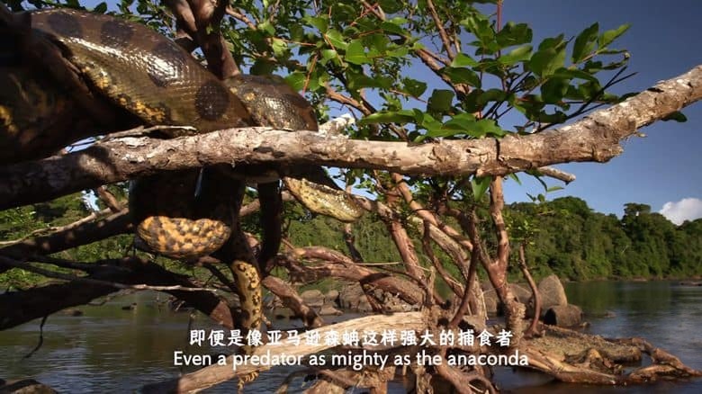 国家地理《蟒蛇：沉默杀手 Anaconda: Silent Killer 2014》英语中英双字 4K超清/2160P/MP4/1.49G 蟒蛇纪录片插图4