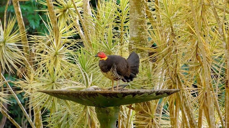 美国纪录片《澳洲野鸟 Wild Birds of Australia 2016》全4集 英语中英双字 无水印纯净版 1080P/MKV/7G 澳大利亚鸟类插图6 美国纪录片《澳洲野鸟 Wild Birds of Australia 2016》全4集 英语中英双字 无水印纯净版 1080P/MKV/7G 澳大利亚鸟类插图6