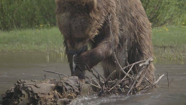 史密森尼频道《黄石公园之谜 Mystery in Yellowstone 2015》英语中英双字 1080P/MP4/1.27G 黄石公园插图4
