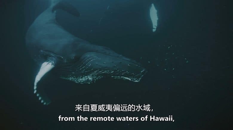 Sky纪录片《深潜北美 Deep Dive North America 2025》全6集 英语中英双字 无水印纯净版 1080P/MKV/16.9G 北美水上伊甸园插图8