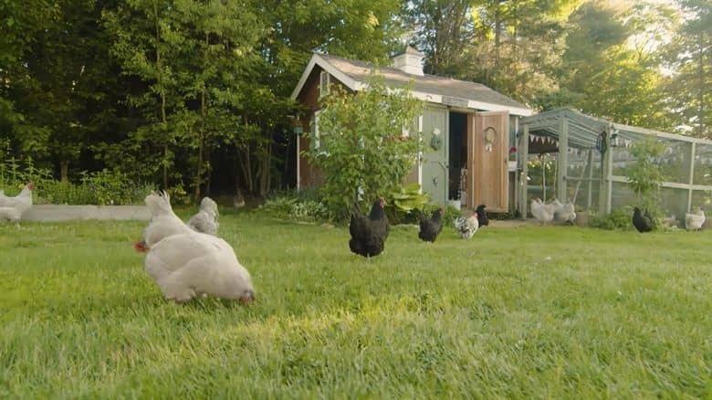 PBS纪录片《欢迎来到我的农场 Welcome to My Farm 2022》全8集 英语中英双字 无水印纯净版 1080P/MKV/13.3G 农场生活插图7 PBS纪录片《欢迎来到我的农场 Welcome to My Farm 2022》全8集 英语中英双字 无水印纯净版 1080P/MKV/13.3G 农场生活插图7