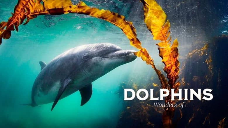 RTE纪录片《海豚：海洋奇观 Dolphins: Wonders of the Ocean 2025》英语中英双字 无水印纯净版 1080P/MKV/2.17G 海豚纪录片插图