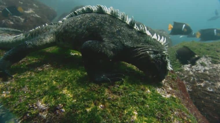 BBC纪录片《自然世界:加拉帕戈斯群岛的变化 Natural World: Galapagos – Islands Of Change 2015》英语中英双字 1080P/MP4/932M 加拉帕戈斯群岛插图6 BBC纪录片《自然世界:加拉帕戈斯群岛的变化 Natural World: Galapagos – Islands Of Change 2015》英语中英双字 1080P/MP4/932M 加拉帕戈斯群岛插图6