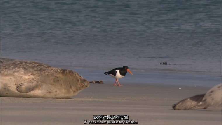 德国纪录片《我们的北海 Secrets of the North Sea 2013》英语中英双字 1080P/MP4/2.51G 北欧北海水域插图5