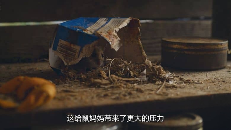 Netflix纪录片《大自然恐怖故事 Nightmares of Nature 2025》全3集 英语多国字幕 无水印纯净版 1080P/MKV/5.53G 动物生存故事插图3 Netflix纪录片《大自然恐怖故事 Nightmares of Nature 2025》全3集 英语多国字幕 无水印纯净版 1080P/MKV/5.53G 动物生存故事插图3