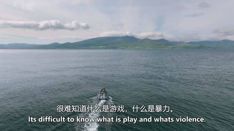 RTE纪录片《海豚：海洋奇观 Dolphins: Wonders of the Ocean 2025》英语中英双字 无水印纯净版 1080P/MKV/2.17G 海豚纪录片插图5