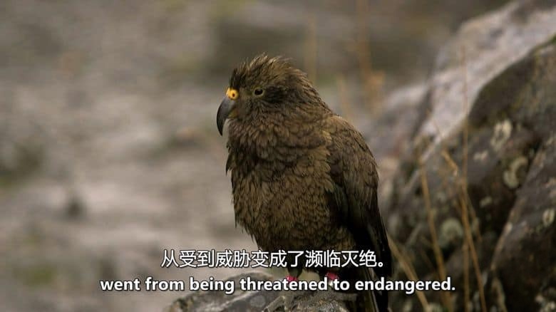 ZED纪录片《动物故事 Animal Tales 2019》全4集 英语中英双字 无水印纯净版 1080P/MKV/2.47G 动物故事插图3 ZED纪录片《动物故事 Animal Tales 2019》全4集 英语中英双字 无水印纯净版 1080P/MKV/2.47G 动物故事插图3