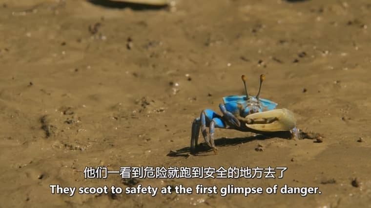 美国纪录片《狂野中南半岛 Wildest Indochina 2014》全5集 英语中英双字 无水印纯净版 1080P/MKV/16.8G 中南半岛生态插图2