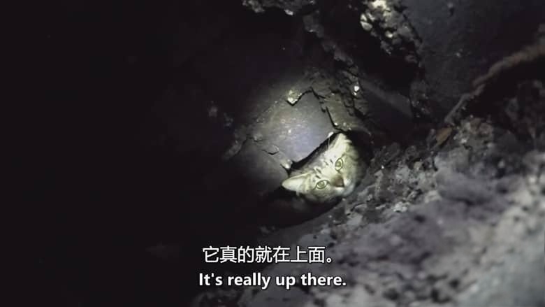 美国纪录片《猫咪救援队 Kitten Rescuers 2020》第1-2季全14集 英语中英双字 无水印纯净版 1080P/MKV/29.7G 小猫救援队插图2