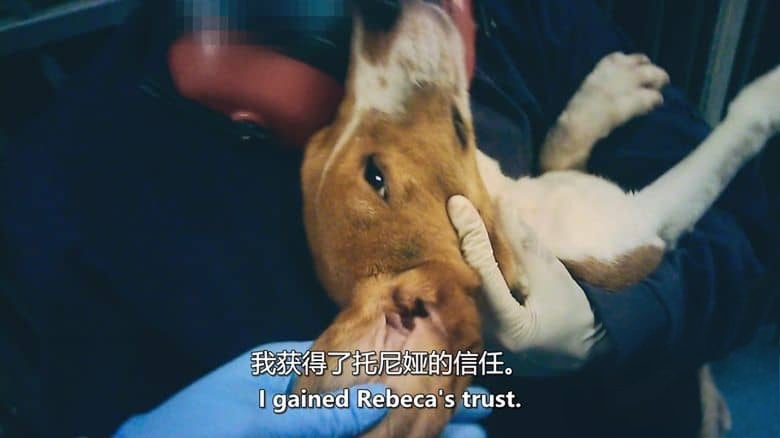 Amazon纪录片《潜入禁地：动物实验的黑暗真相 Infiltrated in the Bunker 2025》西语中英双字 无水印纯净版 1080P/MKV/1.77G 动物实验虐待插图3