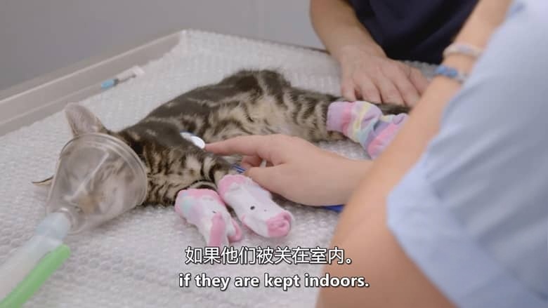 美国纪录片《猫咪救援队 Kitten Rescuers 2020》第1-2季全14集 英语中英双字 无水印纯净版 1080P/MKV/29.7G 小猫救援队插图4