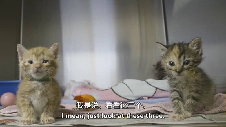 美国纪录片《猫咪救援队 Kitten Rescuers 2020》第1-2季全14集 英语中英双字 无水印纯净版 1080P/MKV/29.7G 小猫救援队插图5