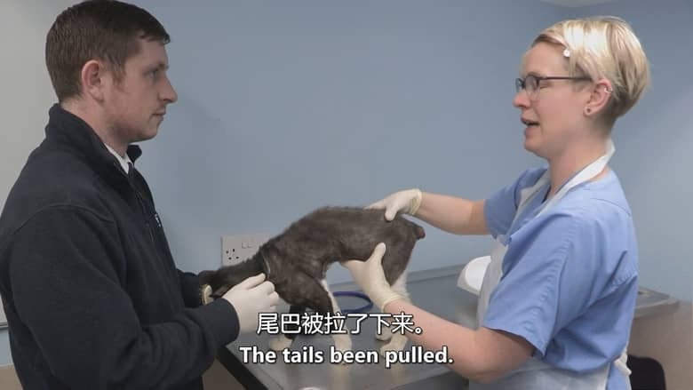 美国纪录片《猫咪救援队 Kitten Rescuers 2020》第1-2季全14集 英语中英双字 无水印纯净版 1080P/MKV/29.7G 小猫救援队插图6