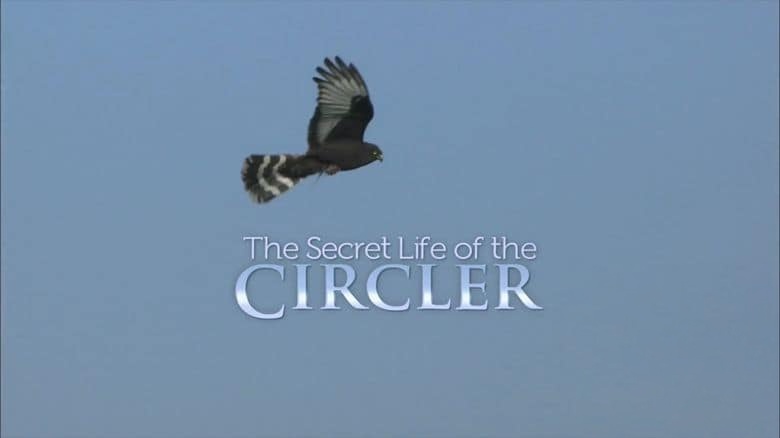 美国纪录片《黑鹞的秘密生活 Secret Life of the Circler 2013》英语中英双字 无水印纯净版 1080P/MKV/4.18G 非洲黑鹞插图 美国纪录片《黑鹞的秘密生活 Secret Life of the Circler 2013》英语中英双字 无水印纯净版 1080P/MKV/4.18G 非洲黑鹞插图
