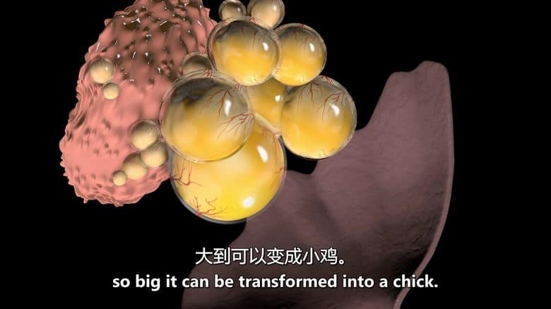 PBS纪录片《蛋：大自然的完美发明 The Egg: Life’s Perfect Invention 2019》英语中英双字 无水印纯净版 1080P/MKV/2.3G 卵生揭秘插图2